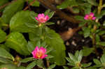 Paraguayan purslane